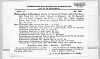 Juglanconis juglandina image
